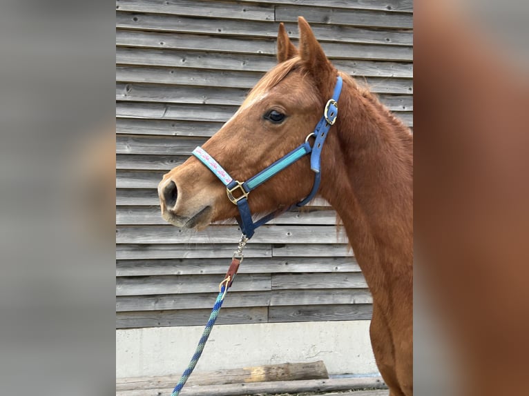 American Quarter Horse Hengst 2 Jaar Vos in Fichtelberg