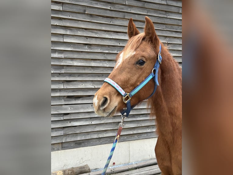 American Quarter Horse Hengst 2 Jaar Vos in Fichtelberg