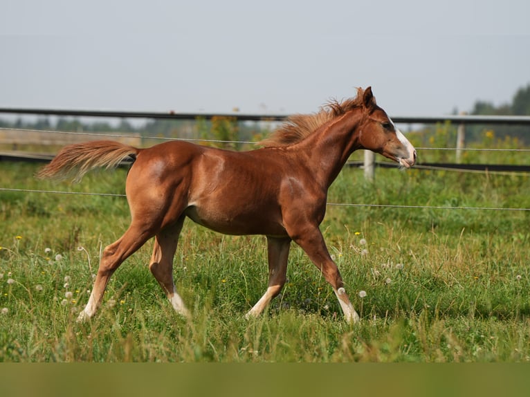 American Quarter Horse Hengst 2 Jaar Vos in Biberach an der Riß