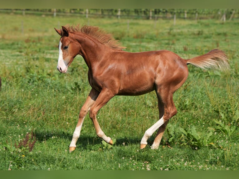 American Quarter Horse Hengst 2 Jaar Vos in Biberach an der Riß