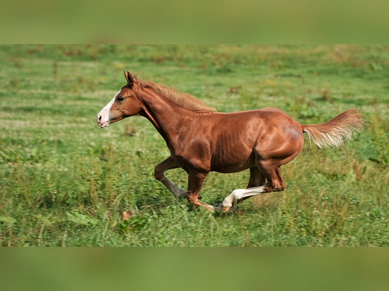 American Quarter Horse Hengst 2 Jaar Vos in Biberach an der Riß