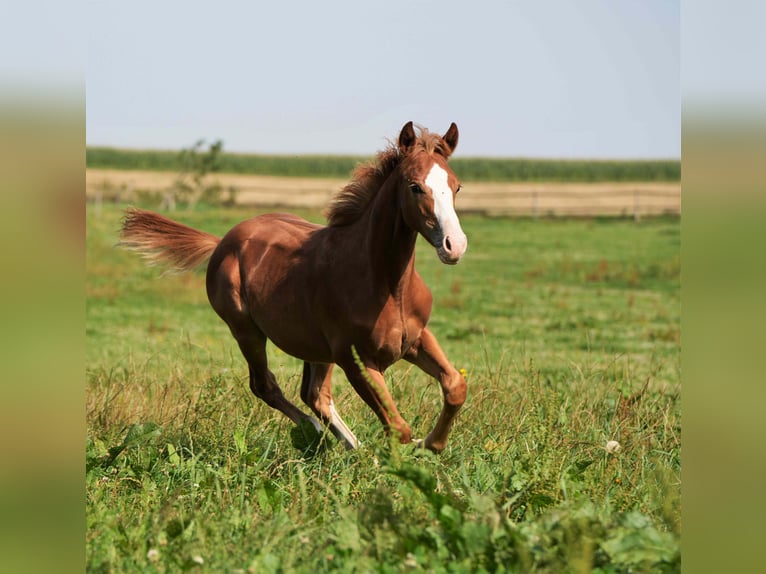 American Quarter Horse Hengst 2 Jaar Vos in Biberach an der Ri&#xDF;