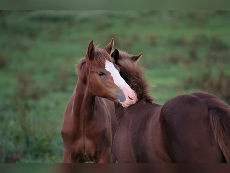 American Quarter Horse Hengst 2 Jaar Vos in Biberach an der Riß