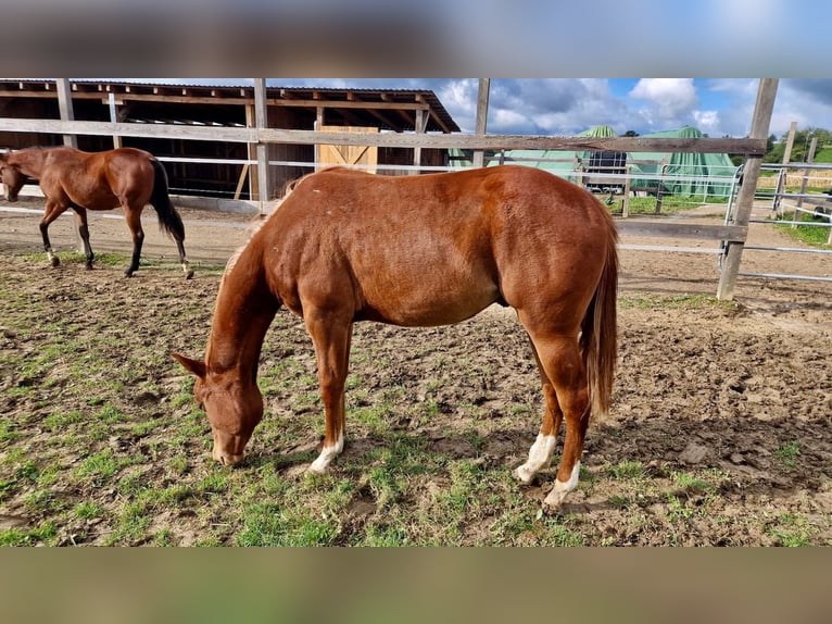 American Quarter Horse Hengst 2 Jaar Vos in Rheinfelden