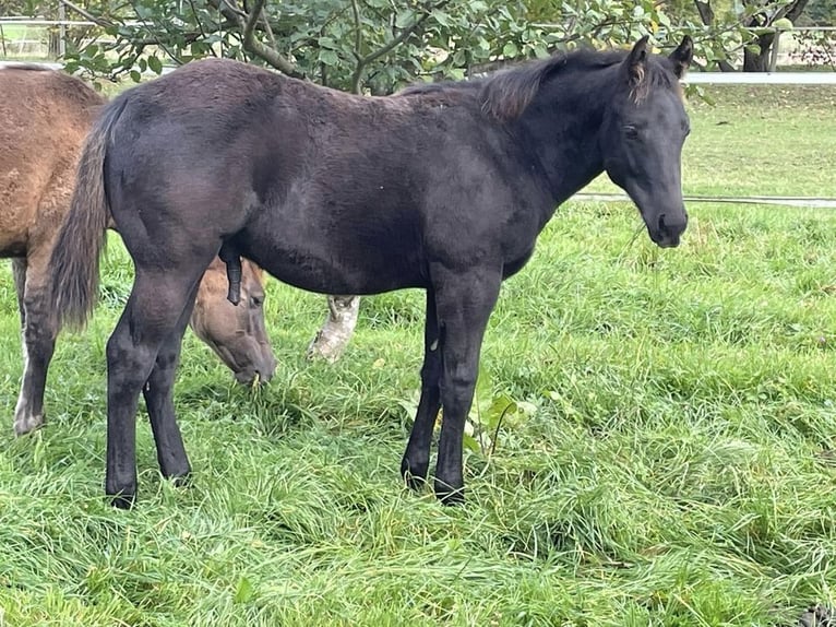 American Quarter Horse Hengst 2 Jaar Zwart in Deggenhausertal