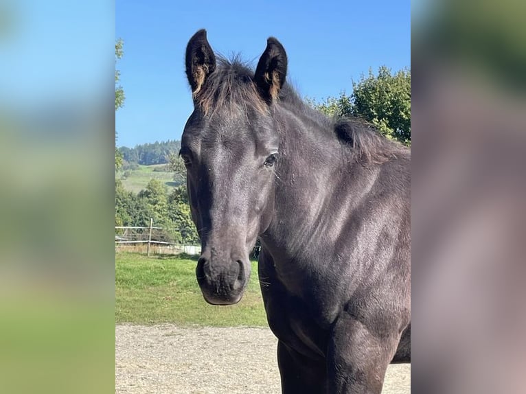 American Quarter Horse Hengst 2 Jaar Zwart in Deggenhausertal