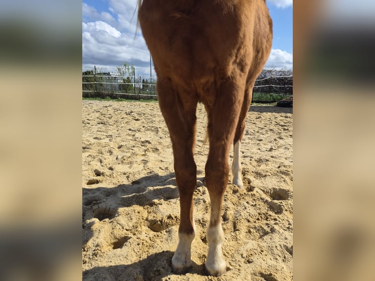 American Quarter Horse Hengst 2 Jahre 133 cm Rotfuchs in Vöhringen