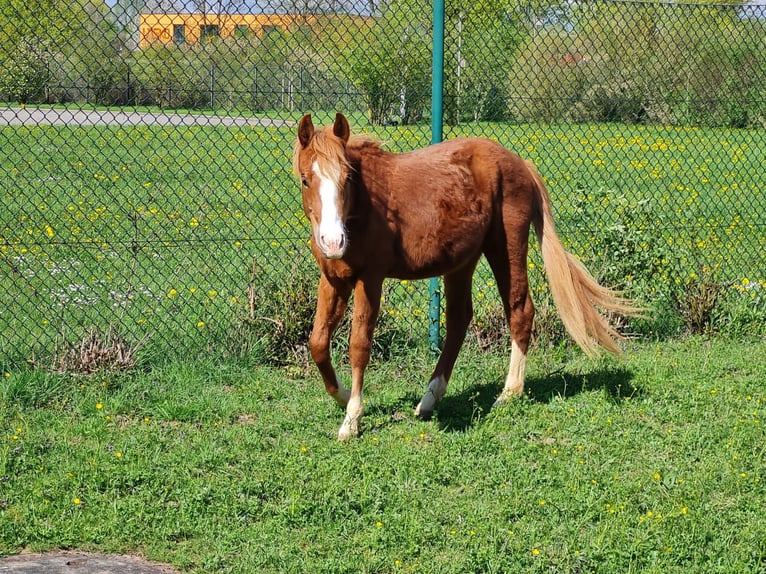 American Quarter Horse Hengst 2 Jahre 133 cm Rotfuchs in Vöhringen