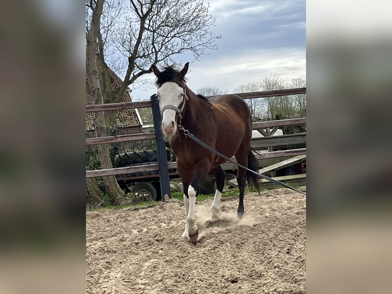 American Quarter Horse Hengst 2 Jahre 135 cm Brauner in Nieuw Beerta