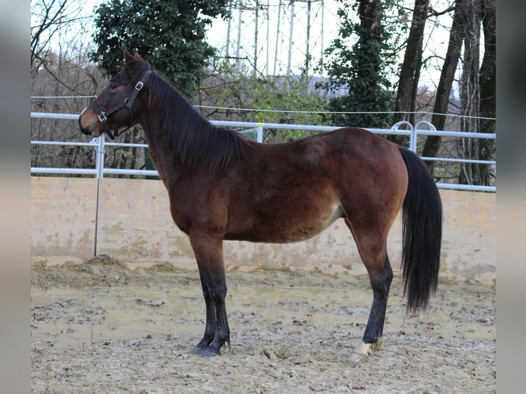 American Quarter Horse Hengst 2 Jahre 140 cm Brauner in Waldshut-Tiengen