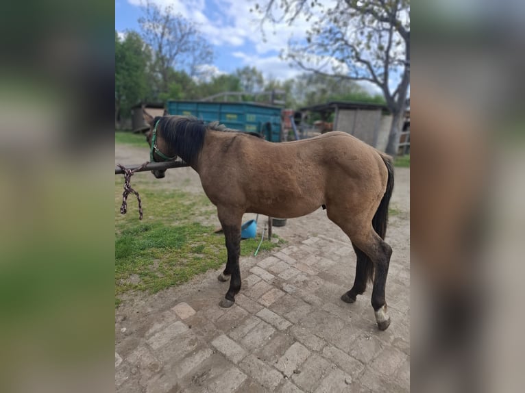 American Quarter Horse Hengst 2 Jahre 140 cm Dunalino in Wien, Donaustadt