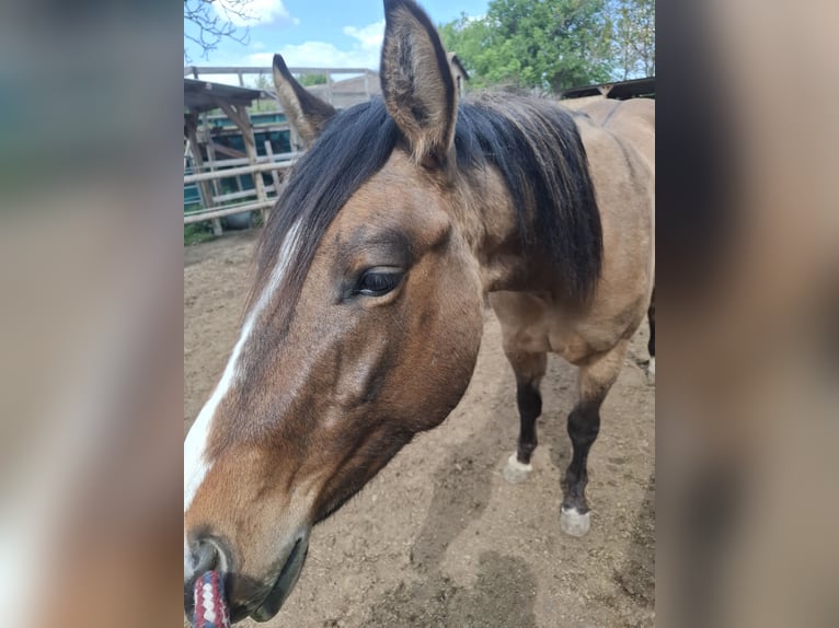 American Quarter Horse Hengst 2 Jahre 140 cm Dunalino in Wien, Donaustadt