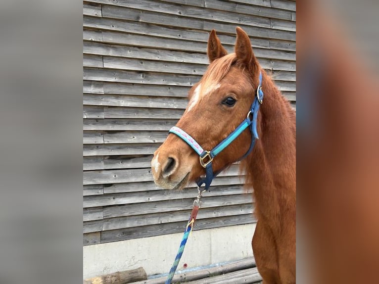 American Quarter Horse Hengst 2 Jahre 140 cm Fuchs in Fichtelberg