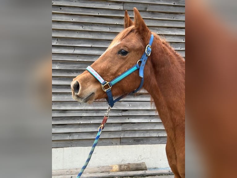 American Quarter Horse Hengst 2 Jahre 140 cm Fuchs in Fichtelberg