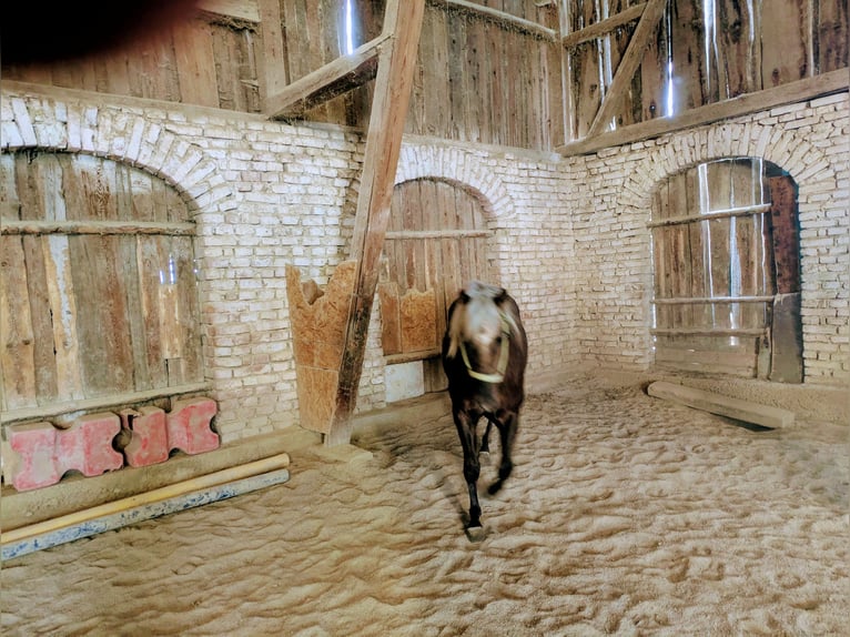 American Quarter Horse Hengst 2 Jahre 140 cm Palomino in ApfeldorfApfeldorf