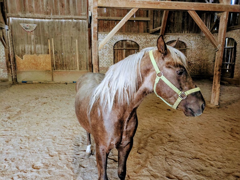 American Quarter Horse Hengst 2 Jahre 140 cm Palomino in ApfeldorfApfeldorf