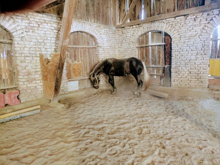 American Quarter Horse Hengst 2 Jahre 140 cm Palomino in ApfeldorfApfeldorf