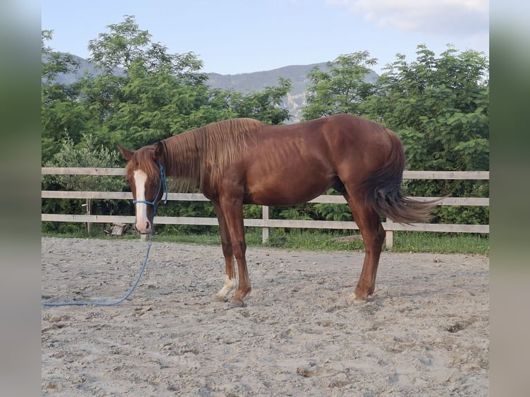 American Quarter Horse Hengst 2 Jahre 140 cm Rotfuchs in Goriška