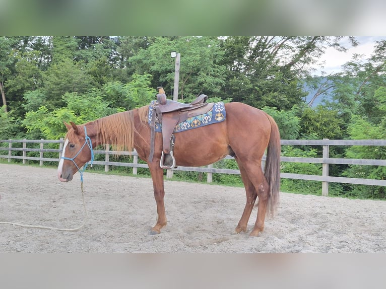 American Quarter Horse Hengst 2 Jahre 140 cm Rotfuchs in Goriška