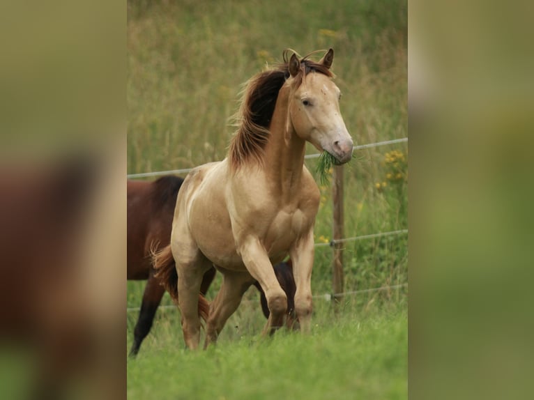 American Quarter Horse Hengst 2 Jahre 142 cm Champagne in Waldshut-Tiengen