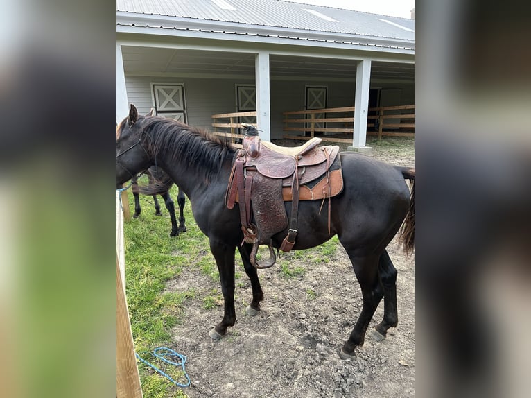 American Quarter Horse Hengst 2 Jahre 142 cm Rotbrauner in Celina, TX