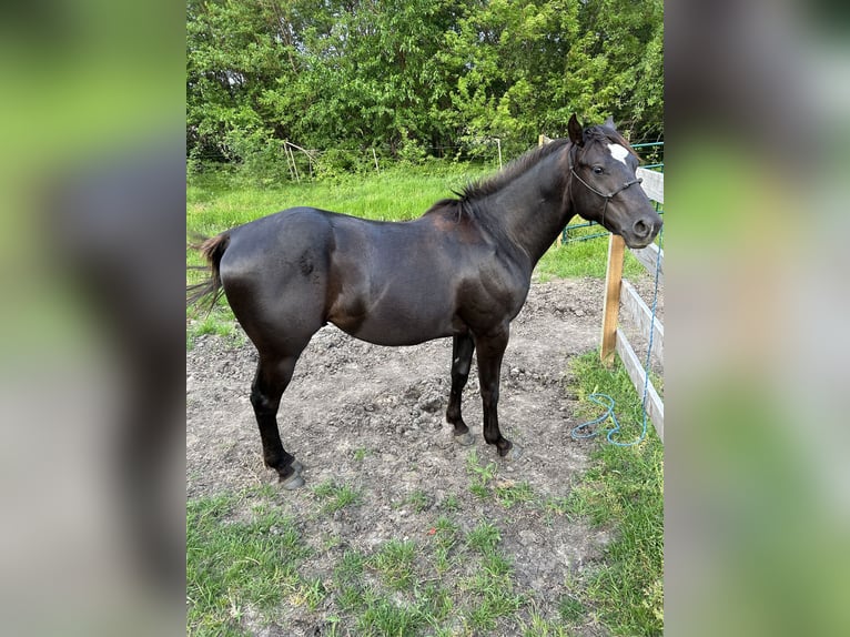 American Quarter Horse Hengst 2 Jahre 142 cm Rotbrauner in Celina, TX