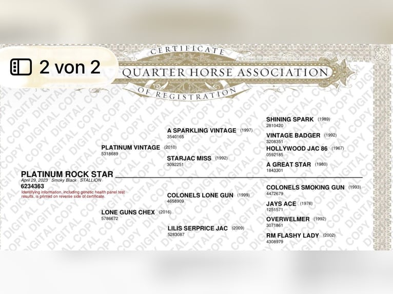 American Quarter Horse Hengst 2 Jahre 142 cm Schwarzbrauner in Rhede