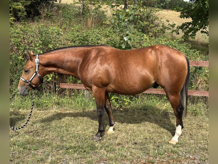 American Quarter Horse Hengst 2 Jahre 143 cm Brauner in Fladungen