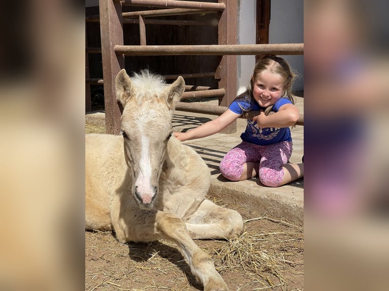 American Quarter Horse Hengst 2 Jahre 143 cm Palomino in St. Michael/Eppan