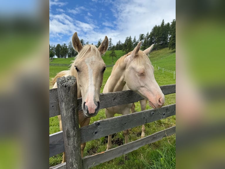 American Quarter Horse Hengst 2 Jahre 143 cm Palomino in St. Michael/Eppan