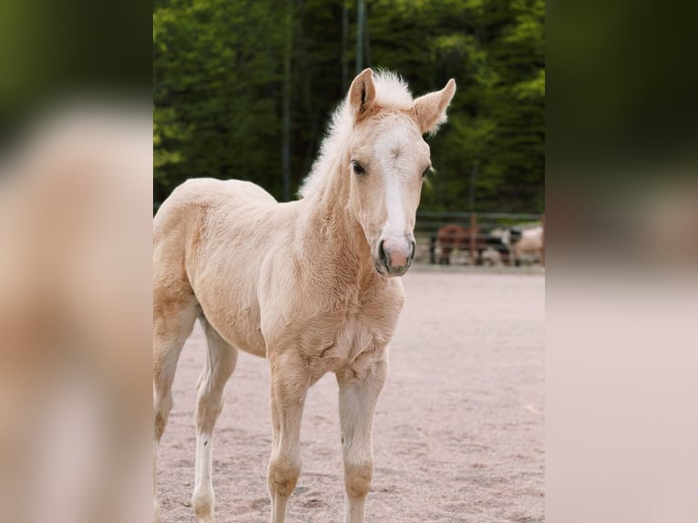 American Quarter Horse Hengst 2 Jahre 143 cm Palomino in St. Michael/Eppan