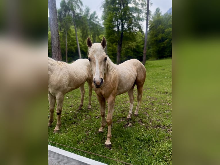 American Quarter Horse Hengst 2 Jahre 143 cm Palomino in St. Michael/Eppan