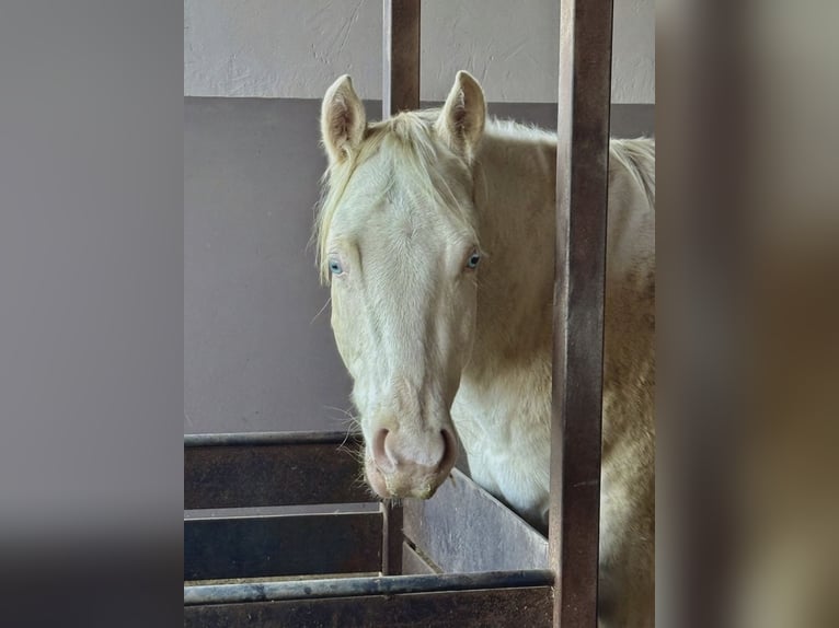 American Quarter Horse Hengst 2 Jahre 144 cm Cremello in Eppan an der Weinstraße