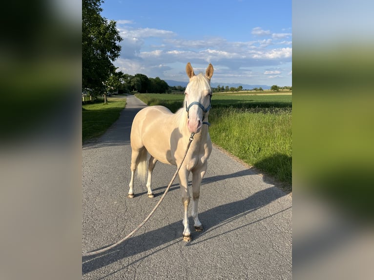 American Quarter Horse Hengst 2 Jahre 144 cm Perlino in Kappelen