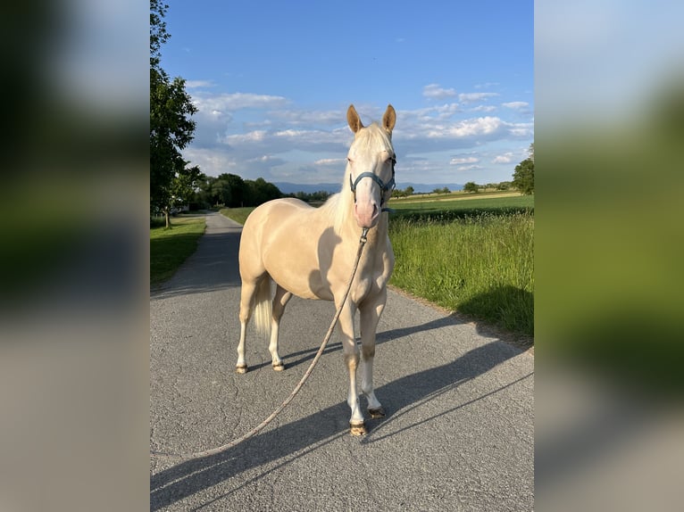 American Quarter Horse Hengst 2 Jahre 144 cm Perlino in Kappelen