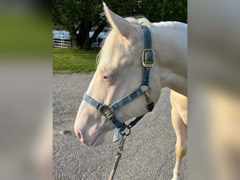American Quarter Horse Hengst 2 Jahre 144 cm Perlino in Kappelen