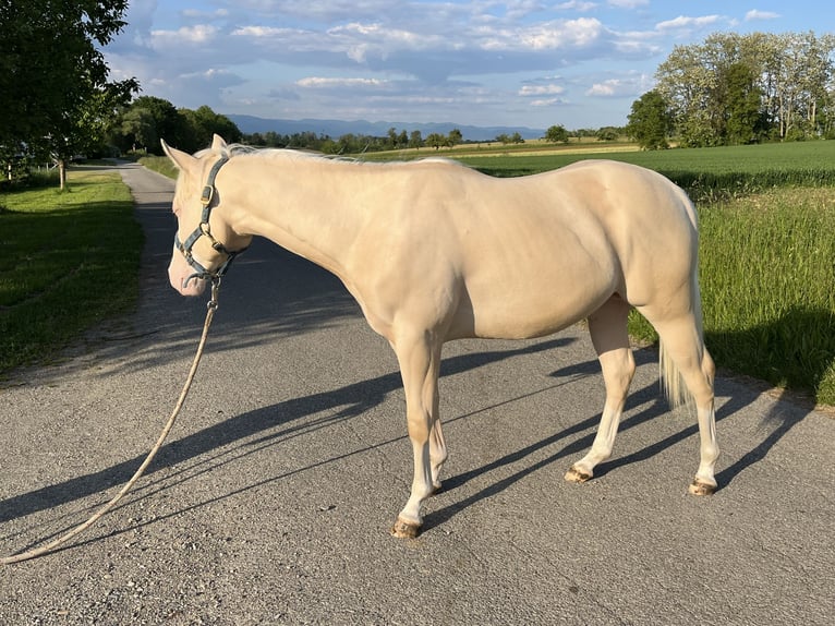 American Quarter Horse Hengst 2 Jahre 144 cm Perlino in Kappelen