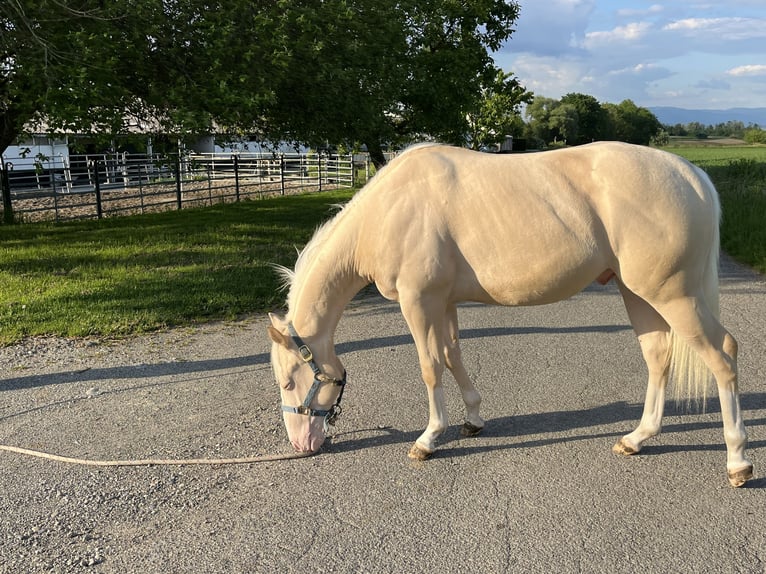 American Quarter Horse Hengst 2 Jahre 144 cm Perlino in Kappelen