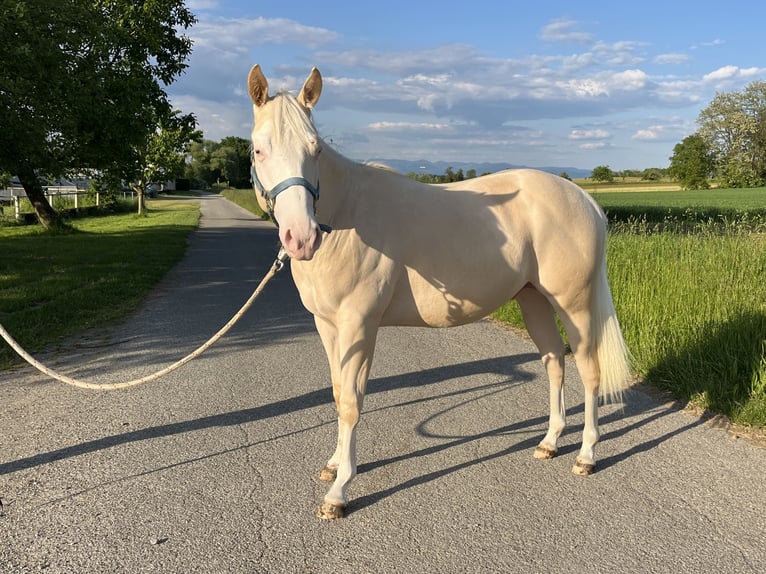 American Quarter Horse Hengst 2 Jahre 144 cm Perlino in Kappelen