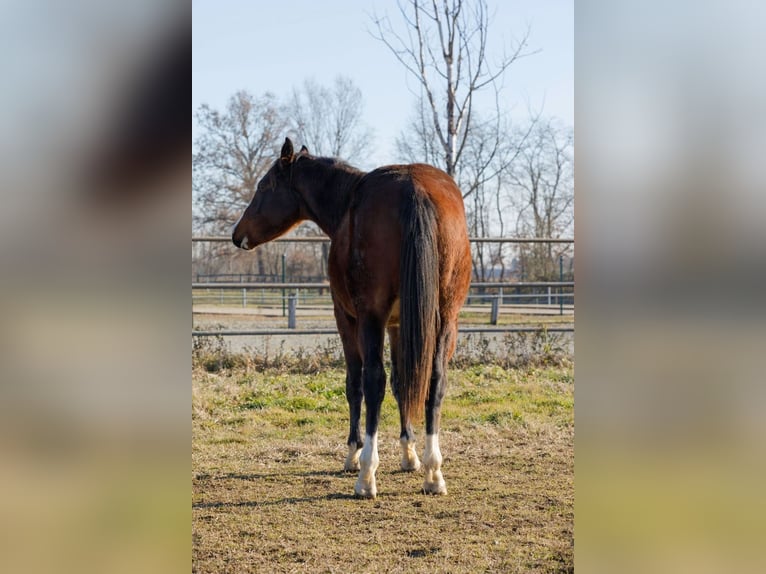 American Quarter Horse Hengst 2 Jahre 145 cm Brauner in Caluso