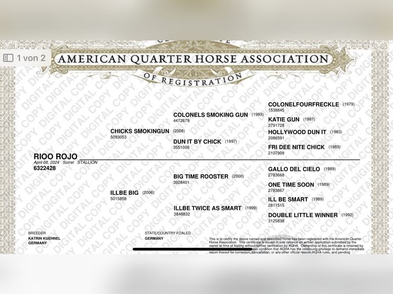 American Quarter Horse Hengst 2 Jahre 145 cm Brauner in Fladungen