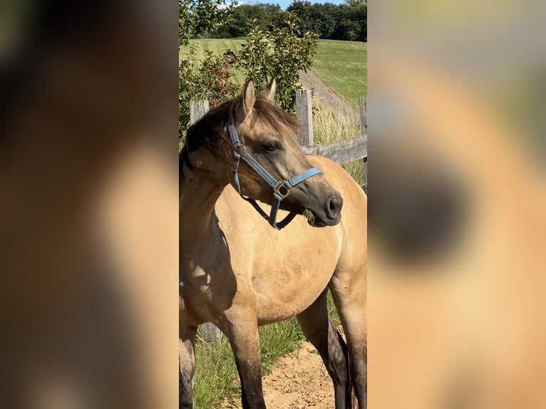 American Quarter Horse Hengst 2 Jahre 145 cm Buckskin in Theilenhofen