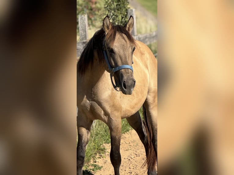 American Quarter Horse Hengst 2 Jahre 145 cm Buckskin in Theilenhofen