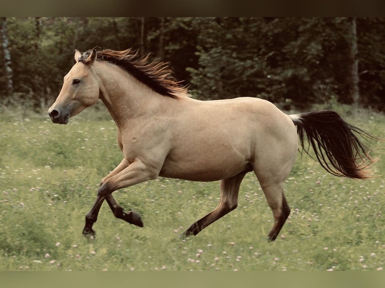 American Quarter Horse Hengst 2 Jahre 145 cm Buckskin in Waldshut-Tiengen