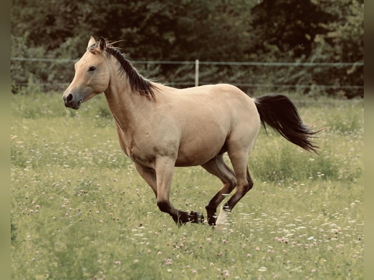 American Quarter Horse Hengst 2 Jahre 145 cm Buckskin in Waldshut-Tiengen