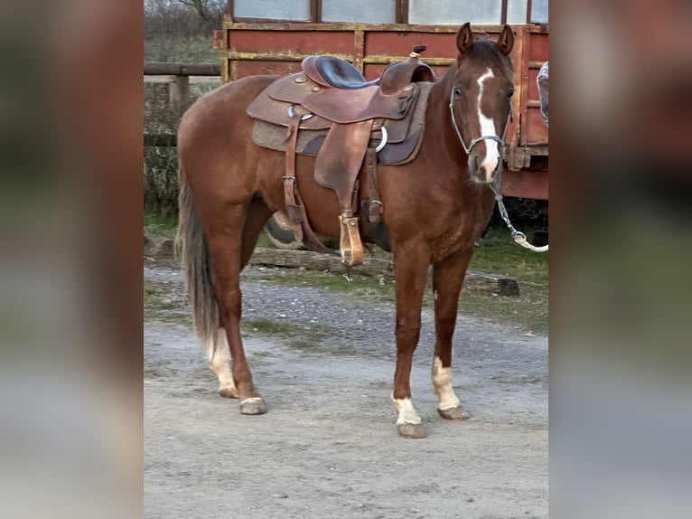 American Quarter Horse Hengst 2 Jahre 145 cm Dunkelfuchs in Metzervisse