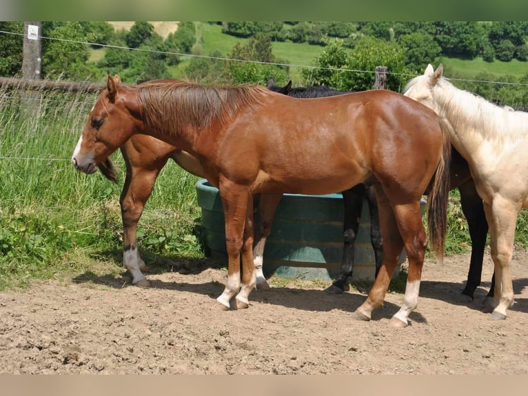 American Quarter Horse Hengst 2 Jahre 145 cm Dunkelfuchs in Metzervisse