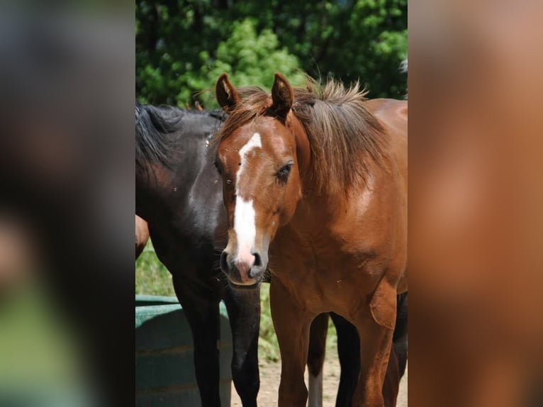 American Quarter Horse Hengst 2 Jahre 145 cm Dunkelfuchs in Metzervisse