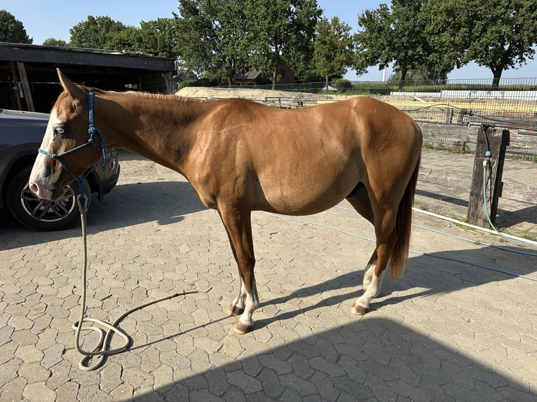 American Quarter Horse Hengst 2 Jahre 145 cm Falbe in Straelen