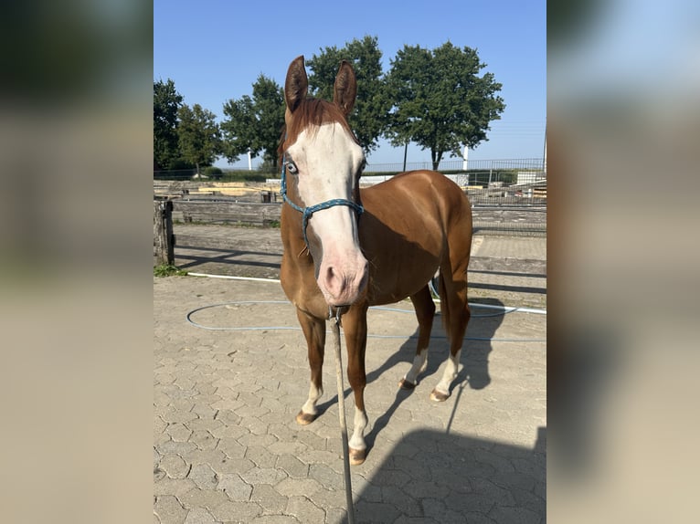 American Quarter Horse Hengst 2 Jahre 145 cm Falbe in Straelen